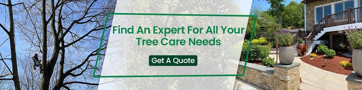 Find An Expert For All Your Tree Care Needs