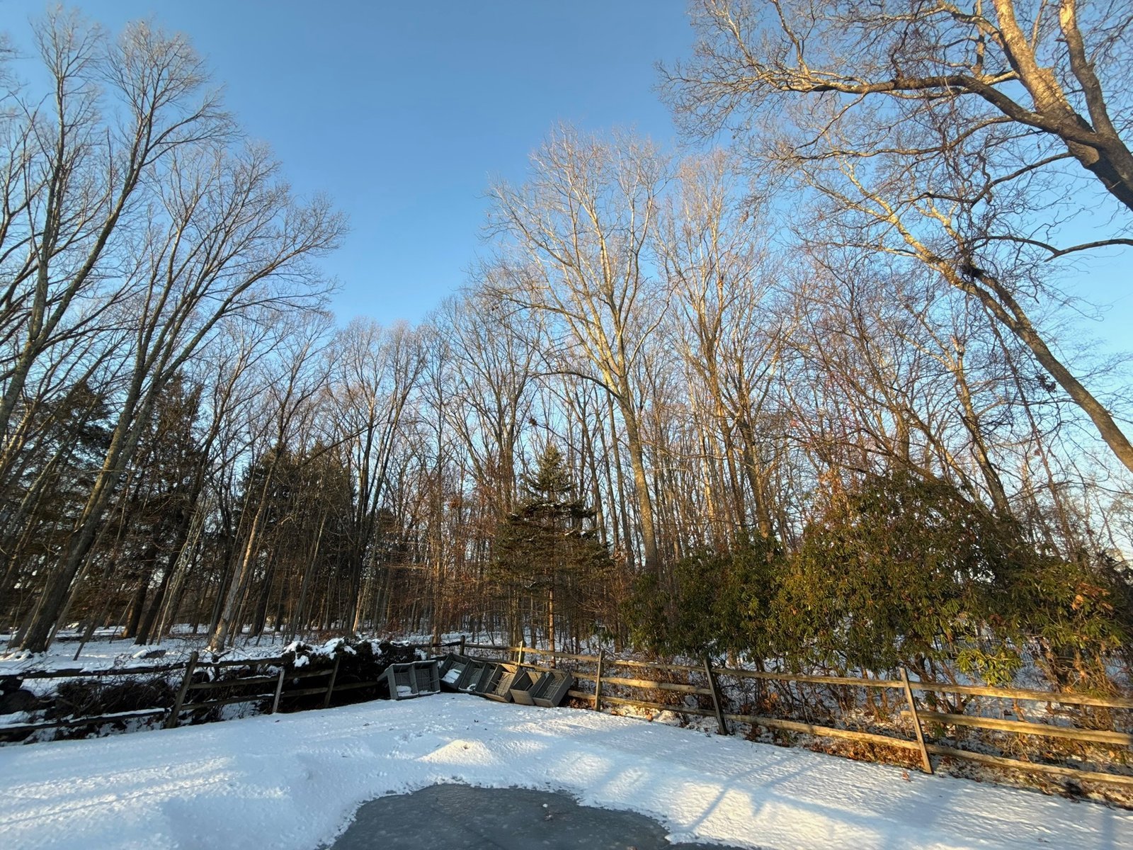 Trailblazer Turf & Timber tree care project