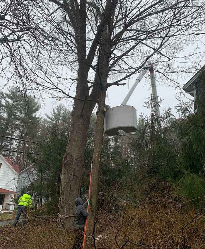 Tree Removal Service In Your Area
