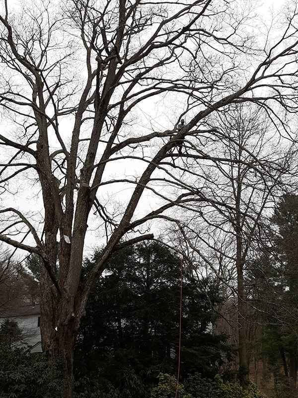 Tree Trimming