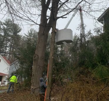 Tree Removal Service