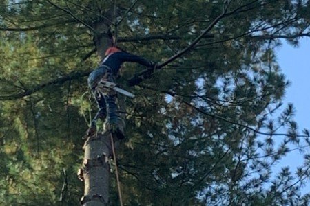 Certified Tree Surgeon in New York