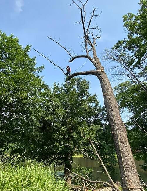 Tree Removal Services in Your Area