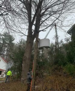 Tree Removal Service In Your Area