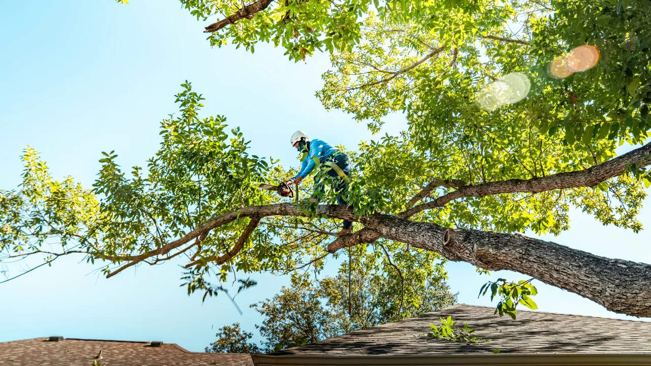 Tree Care Services in Circleville, NY